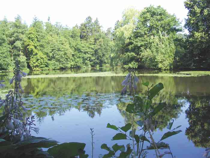 Blick auf den Teich