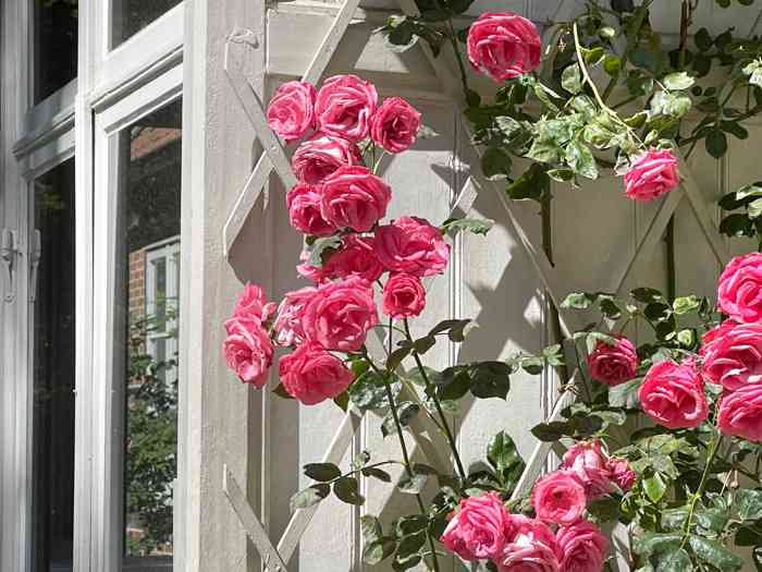Historische Rosen ranken an der Veranda des Amtshauses Schwarzenbek.