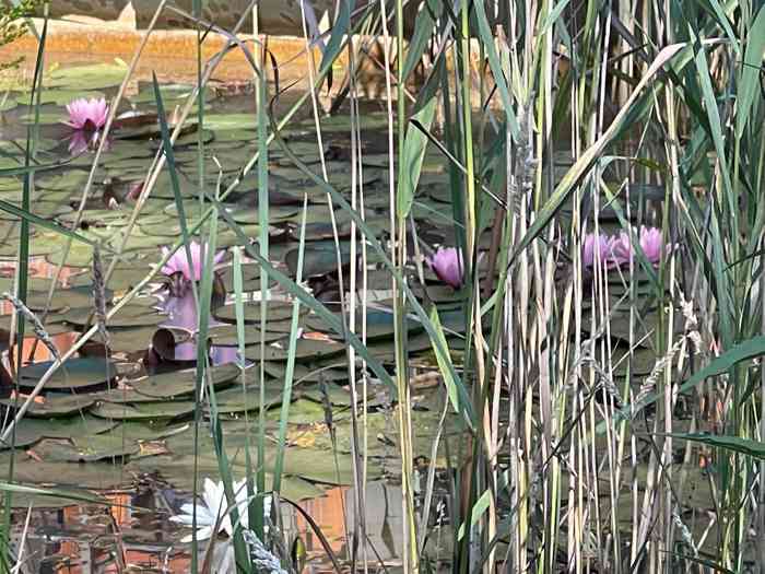 Park-Hotel Hagenbeck