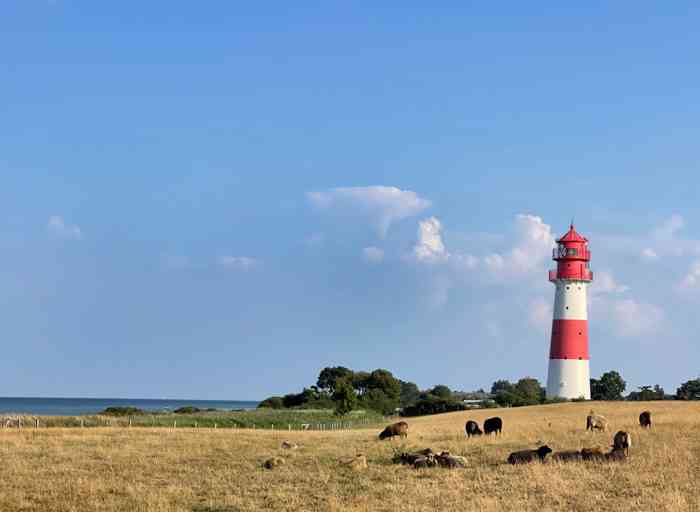 Der Trauort Leuchtturm Falshöft auf einer Düne an der Ostsee. Im Vordergrund eine Herde Schafe.