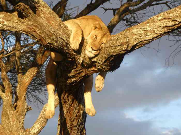 Löwe auf einem Baum.