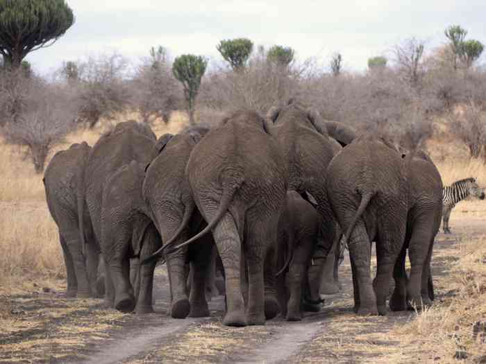 Große Herden von Elefanten können im Tarangire-Nationalpark beobachtet werden.