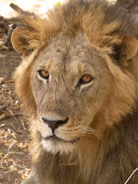 Ein Löwe in der Serengeti.