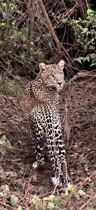 Leopard im Arusha-Nationalpark